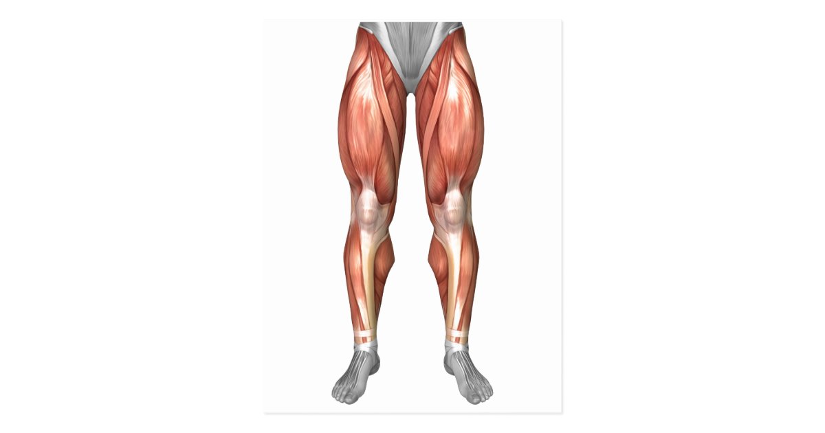 Diagram Illustrating Muscle Groups On Leg Front Postcard | Zazzle.com
