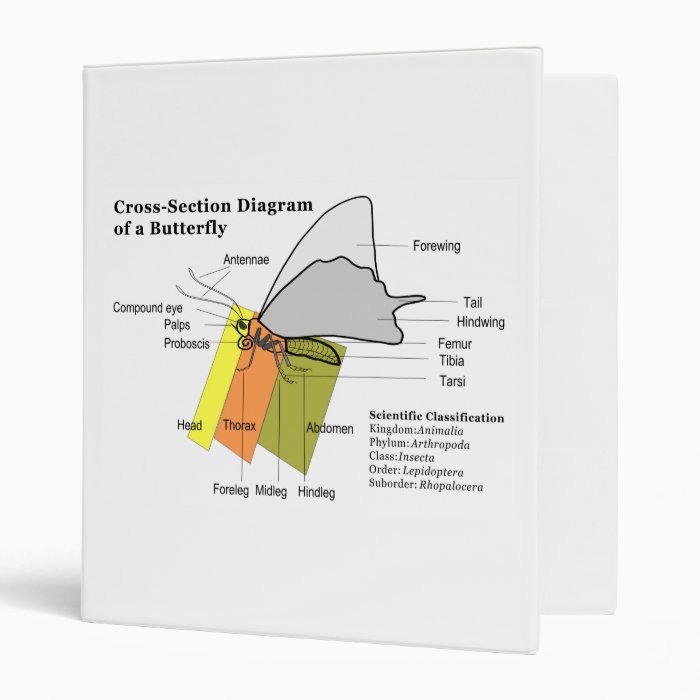 Diagram of a Common Butterfly Anatomy Lepidoptera 3 Ring Binder