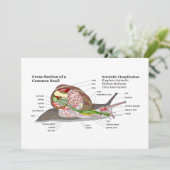Diagram of a Common Garden Snail (Helix aspersa) (Standing Front)