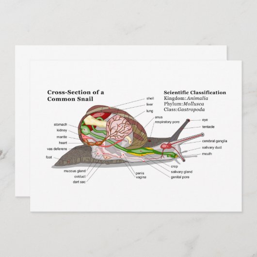 Diagram of a Common Garden Snail (Helix aspersa) (Front/Back)