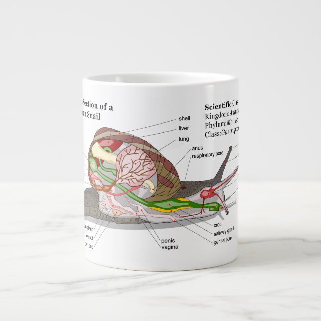 Diagram of a Common Garden Snail (Helix aspersa) Large Coffee Mug (Front)