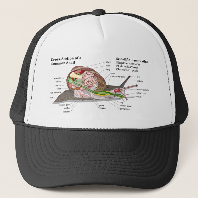 Diagram of a Common Garden Snail (Helix aspersa) Trucker Hat (Front)
