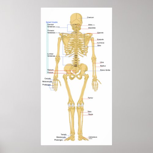 Diagram of a Human Female Skeleton Back View Poster