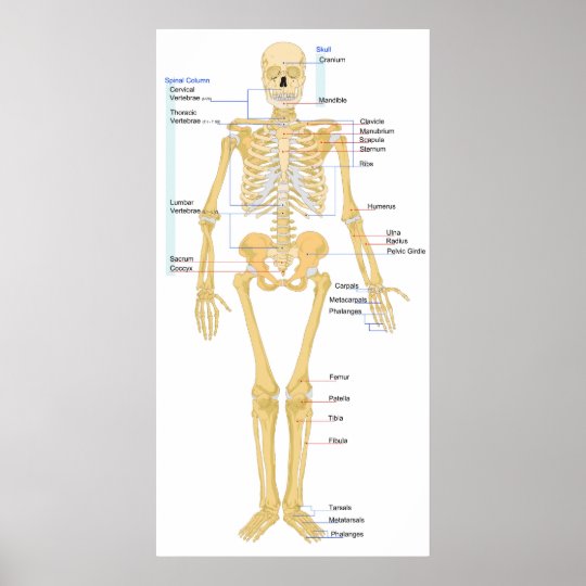 Diagram of a Human Female Skeleton Front View Poster | Zazzle.com