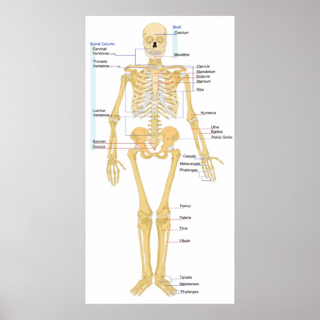 Diagram of a Human Female Skeleton Front View Poster (Front)