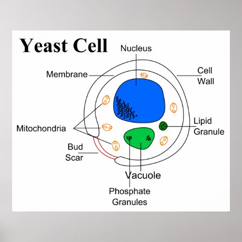 Diagram of a Micro Organism Fungi Yeast Cell Poster