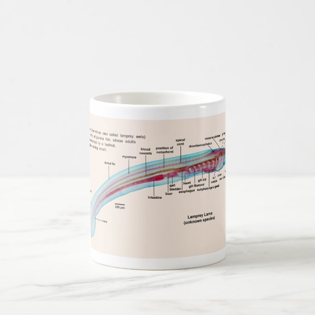 Diagram of a Sea Lamprey Species Larva Coffee Mug (Center)