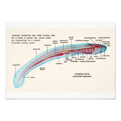 Diagram of a Sea Lamprey Species Larva 3.5x5 Paper Invitation Card | Zazzle