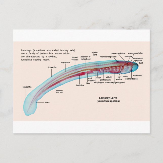 Diagram of a Sea Lamprey Species Larva Postcard (Front)