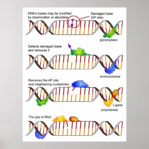 Diagram of a Simple DNA Base Excision Repair Poster