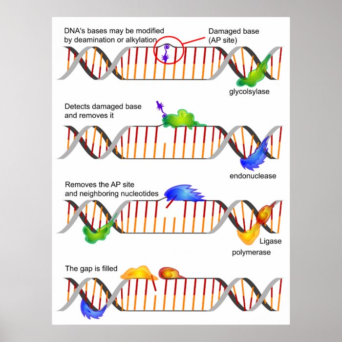 Diagram of a Simple DNA Base Excision Repair Print