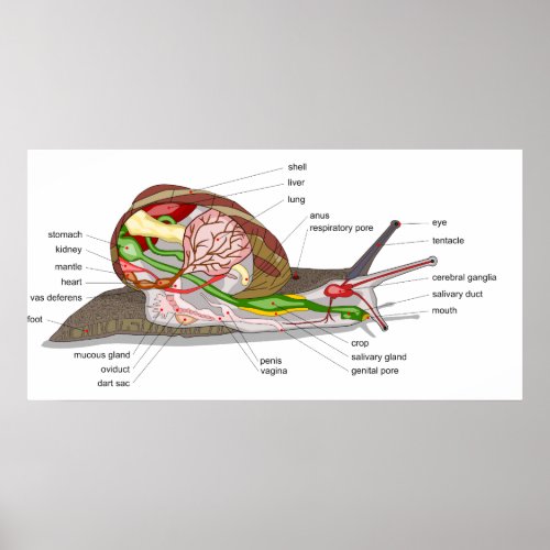 Diagram of a Snail Helix Aspersa Mollusc Poster