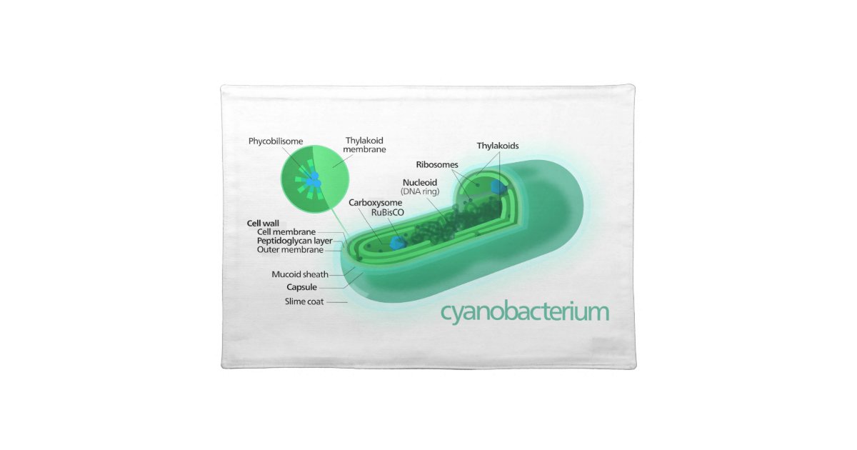 cyanobacteria diagram