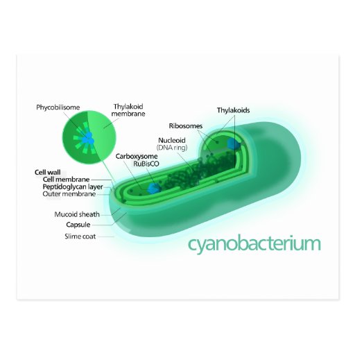 Diagram of a Typical Cyanobacteria Cell Postcard | Zazzle