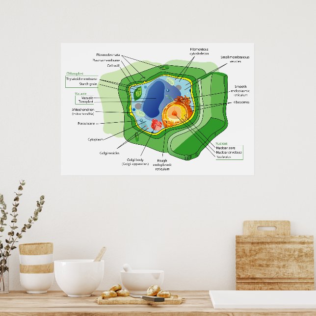 Basic Plant Cell Structure Diagram