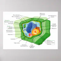 Diagram Of A Typical Plant Cell Structure Poster Zazzle