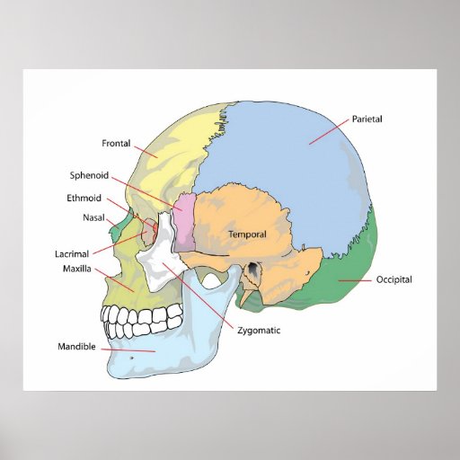 Diagram of Adult Human Skull Poster | Zazzle