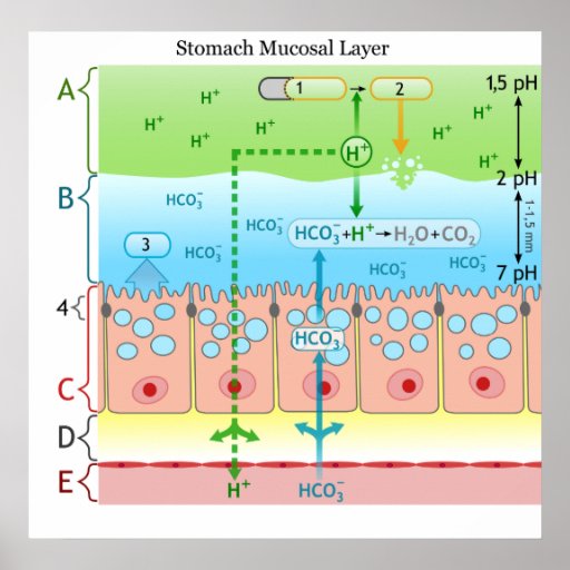 Diagram of Alkaline Mucous Layer in the Stomach Poster | Zazzle