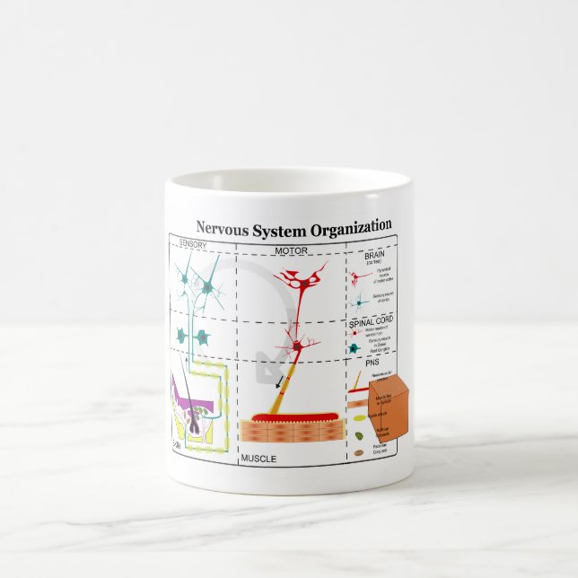 Diagram of Basic Nervous System Functions Coffee Mug (Center)