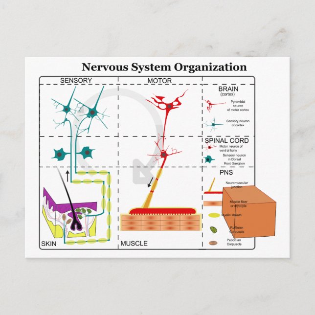 Diagram of Basic Nervous System Functions Postcard (Front)