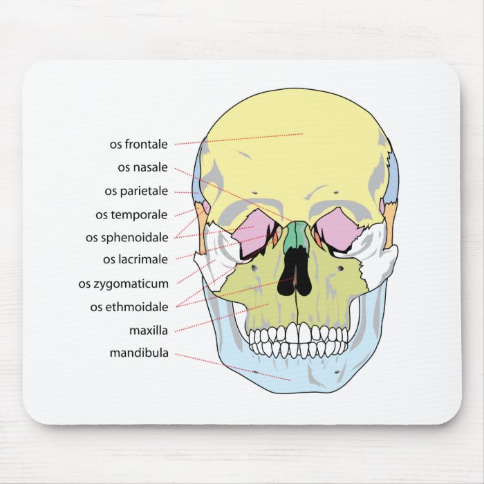 Diagram of Bone Structure Front of a Human Skull Mousepads