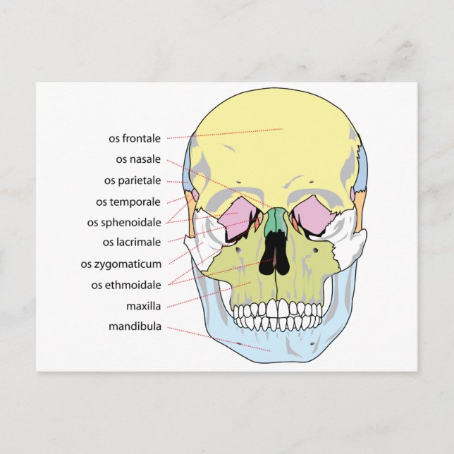 Diagram of Bone Structure Front of a Human Skull Postcard (Front)