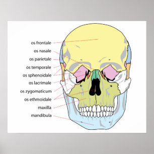Diagram of Bone Structure Front of a Human Skull Poster