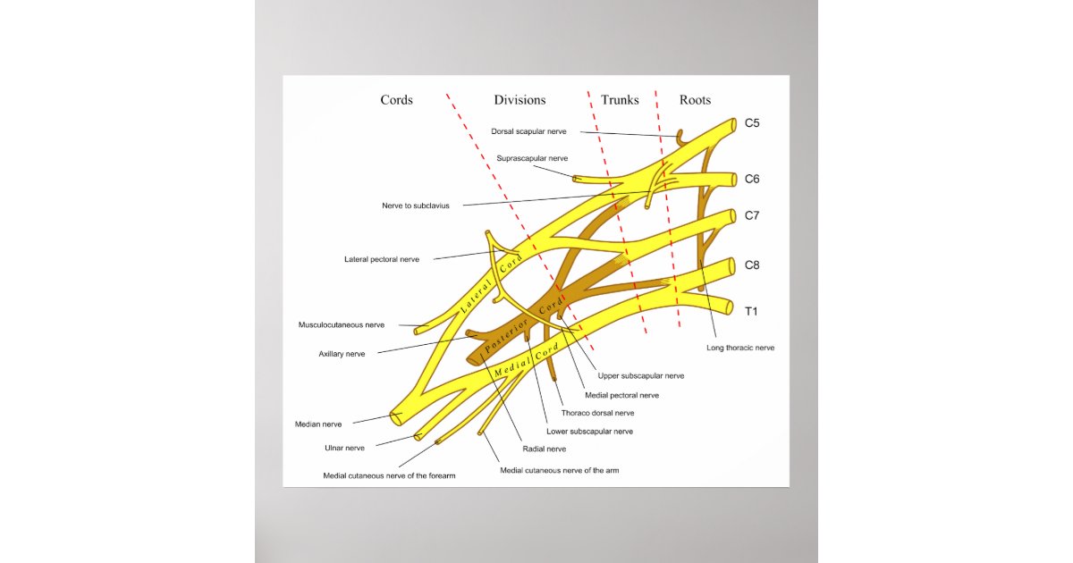iphone of diagram 5 buttons of Brachial Diagram Plexus Fiber Nerve Network Poster iphone of diagram 5 buttons of Brachial Diagram Plexus Fiber Nerve Network Poster