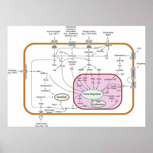 Diagram of Cell Gene Signal Transduction Pathways Poster (Front)