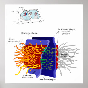 Diagram of Cell to Cell Adhesion Called Desmosome Poster