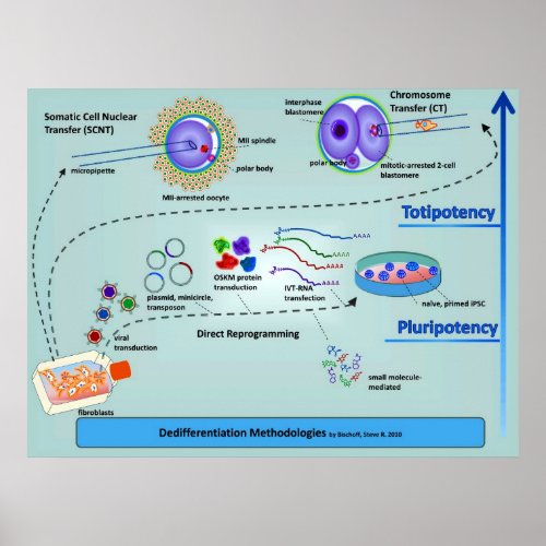 Diagram of Cellular Differentiation Methods Poster