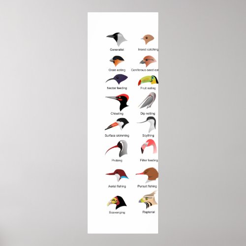 Diagram of Different Bird Beak Adaptations Poster