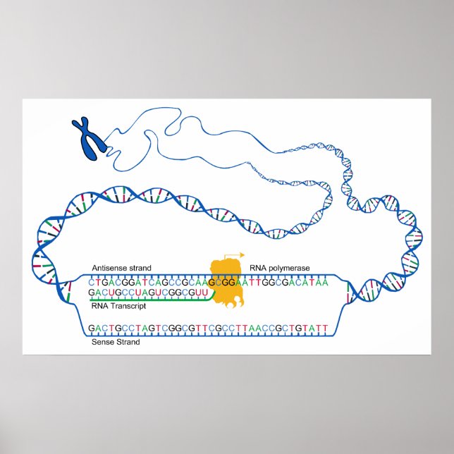 Diagram of DNA Transcription Creating an RNA Copy Poster (Front)