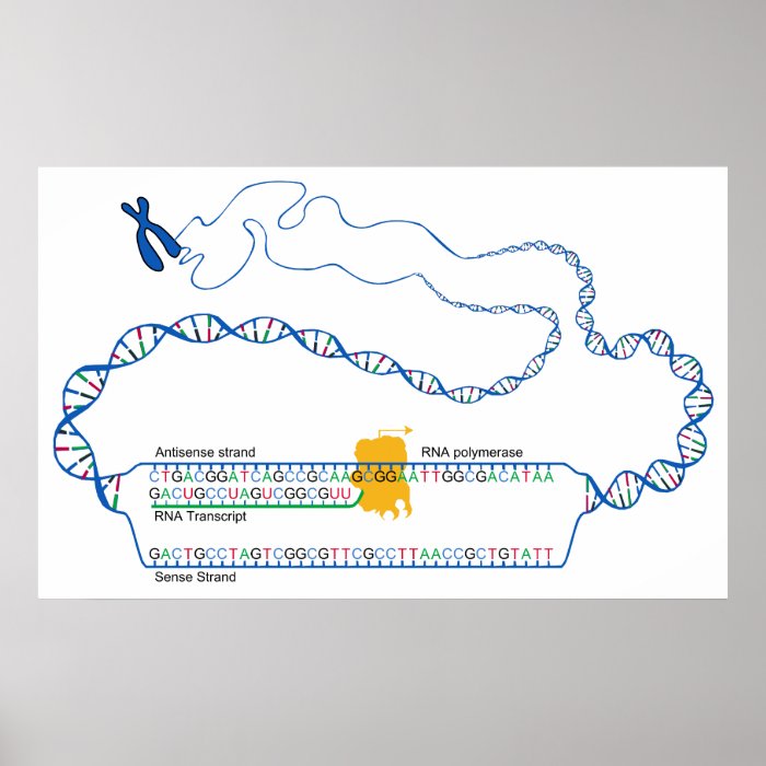 Diagram of DNA Transcription Creating an RNA Copy Poster