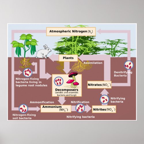 Diagram of Earths Nitrogen Cycle Poster