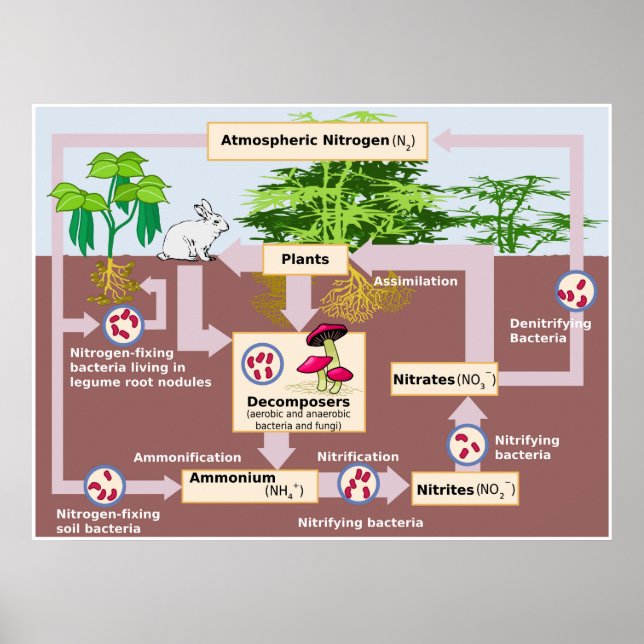 Diagram of Earth's Nitrogen Cycle Poster (Front)