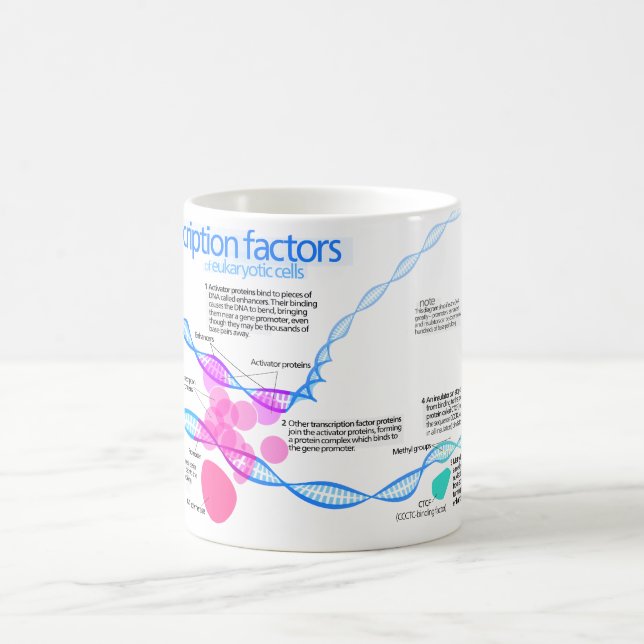 Diagram of gene transcription factors coffee mug (Center)