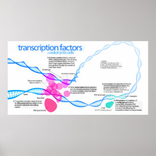 Diagram of gene transcription factors poster