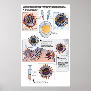 Diagram of Genetic Reassortment for Vaccines Poster