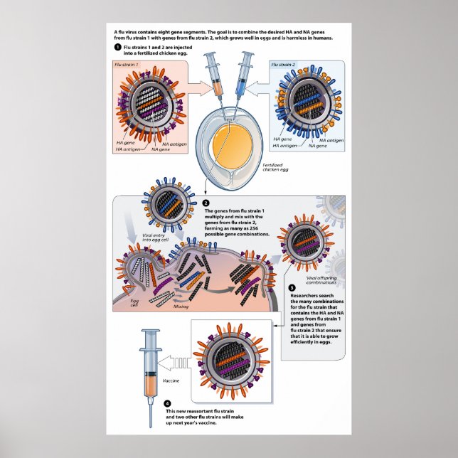 Diagram of Genetic Reassortment for Vaccines Poster (Front)