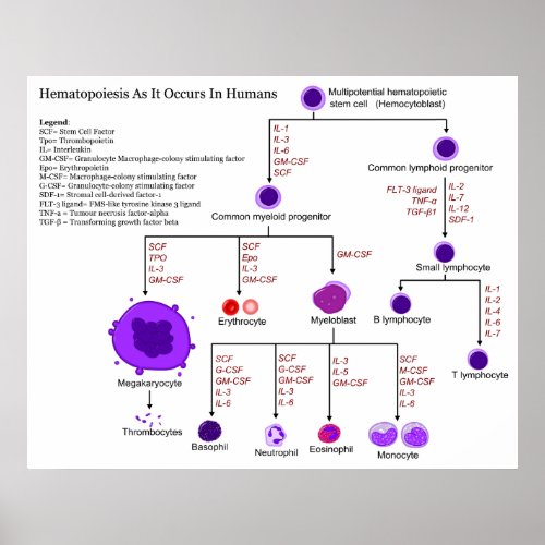 Diagram of Hematopoietic Growth Factors in Humans Poster