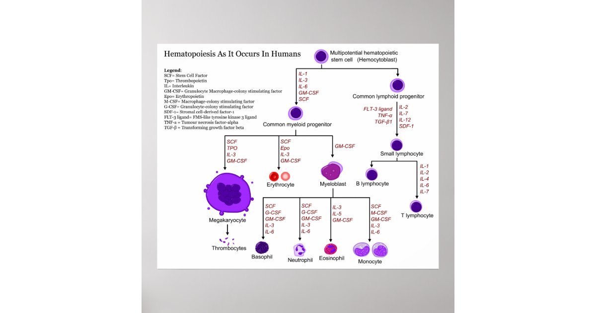 Diagram Of Hematopoietic Growth Factors In Humans Poster