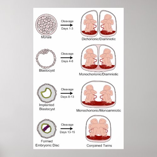 Diagram of Human Biological Placentation Poster