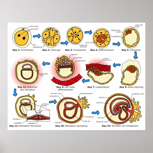 Diagram of Human Embryogenesis Reproductive System Poster (Front)