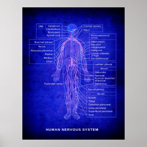 DIAGRAM of HUMAN NERVOUS SYSTEM _ BLUEPRINT Poster
