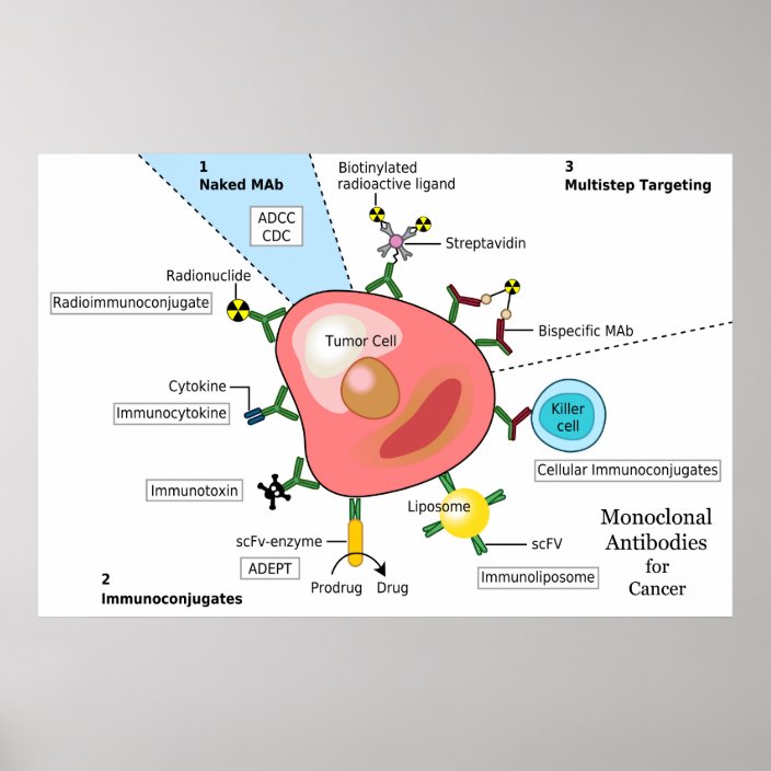 Diagram of Monoclonal Antibodies for Cancer Poster
