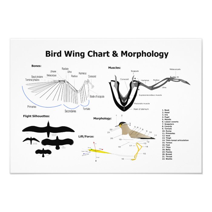 Diagram of the Anatomy of Bird Wings Invitation