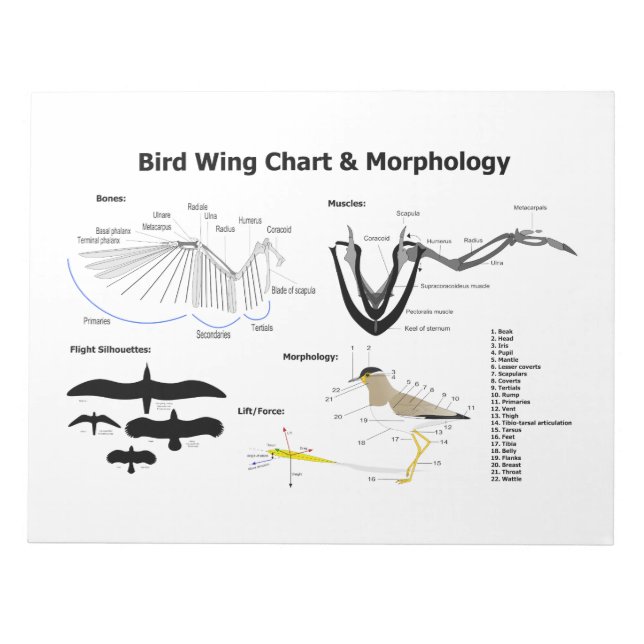 Diagram of the Anatomy of Bird Wings Notepad (Front)