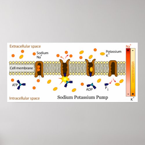 Diagram of the Biological Sodium Potassium Pump Poster