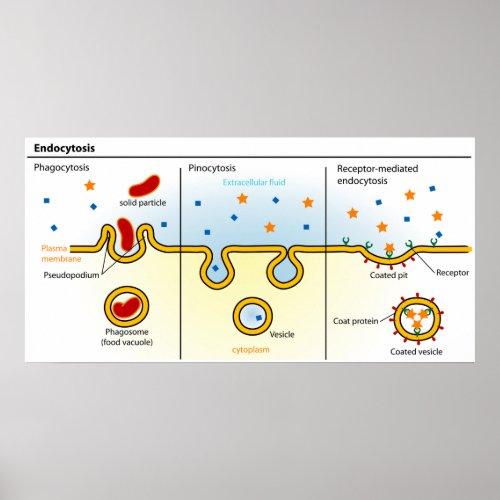 Diagram of the Cell Absorbtion Process Endocytosis Poster